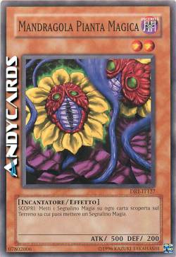 MANDRAGOLA PIANTA MAGICA