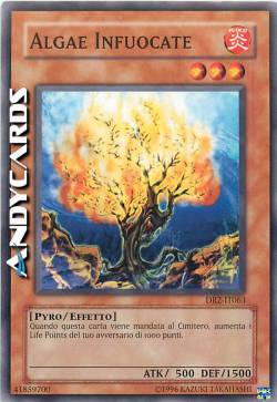 ALGAE INFUOCATE