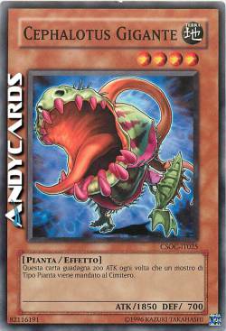 CEPHALOTUS GIGANTE
