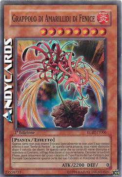 GRAPPOLO DI AMARILLIDI DI FENICE