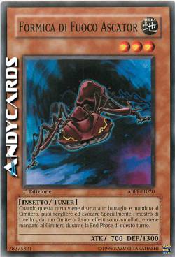 FORMICA DI FUOCO ASCATOR