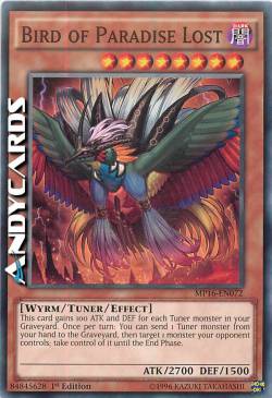 UCCELLO DEL PARADISO PERDUTO