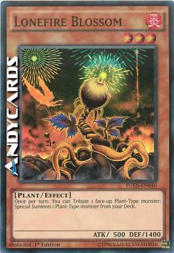 BOCCIOLO DI FUOCO SOLITARIO