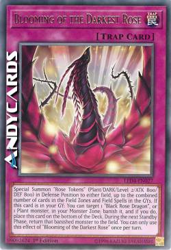 FIORITURA DELLA ROSA PIÙ OSCURA