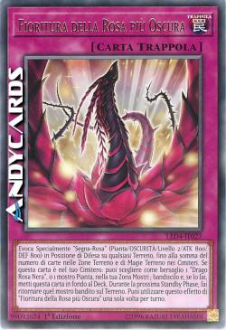 FIORITURA DELLA ROSA PIÙ OSCURA