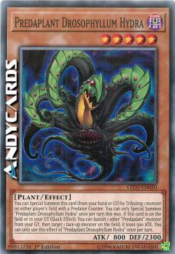 PREDAPIANTA DROSOPHYLLUM IDRA