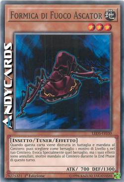 FORMICA DI FUOCO ASCATOR