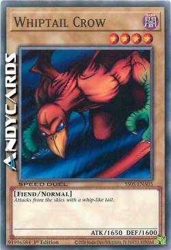 CORVO CODA-DI-FRUSTA