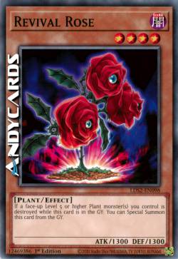 ROSA DELLA RINASCITA