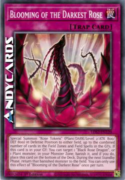 FIORITURA DELLA ROSA PIÙ OSCURA