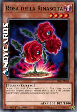 ROSA DELLA RINASCITA
