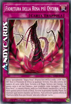 FIORITURA DELLA ROSA PIÙ OSCURA