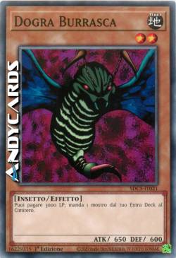 DOGRA BURRASCA