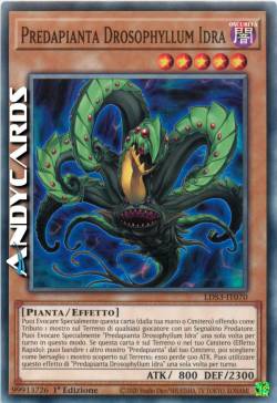 PREDAPLANT DROSOPHYLLUM HYDRA