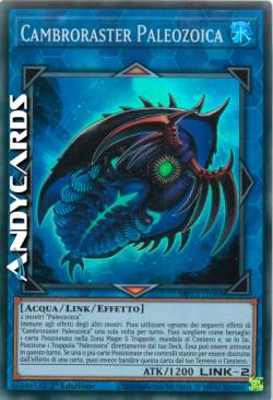 CAMBRORASTER PALEOZOICA