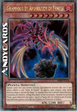 GRAPPOLO DI AMARILLIDI DI FENICE