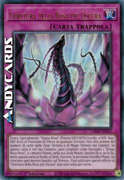 FIORITURA DELLA ROSA PIÙ OSCURA